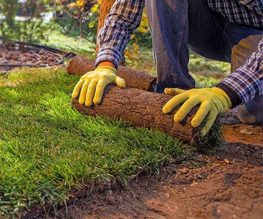 Rolling out turf grass.