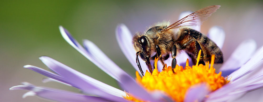 Bee on flower