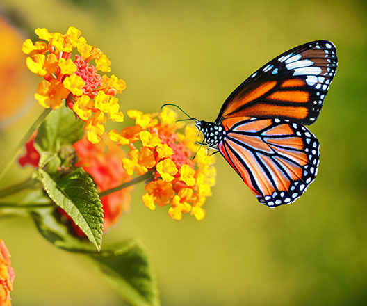 butterfly on flower