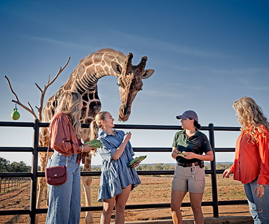 Visitors interact with a giraffe at Longneck Manor