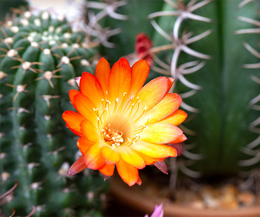 Cactus with bloom