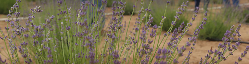Thistle Lavender Farm