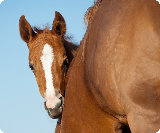 Horse with foal