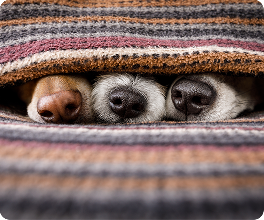 three dogs' noses peeking out from under blanket