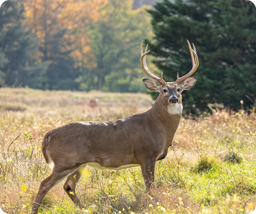 White-Tailed Deer