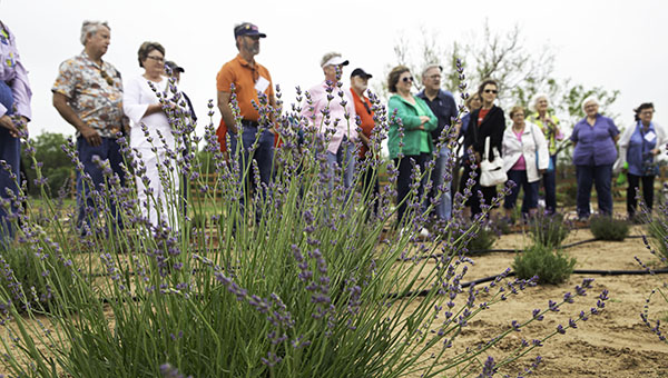 OLLI members overlook ThistleDew Lavender Farm OLLI members stand alongside one another in a line while overlooking a field of plants.