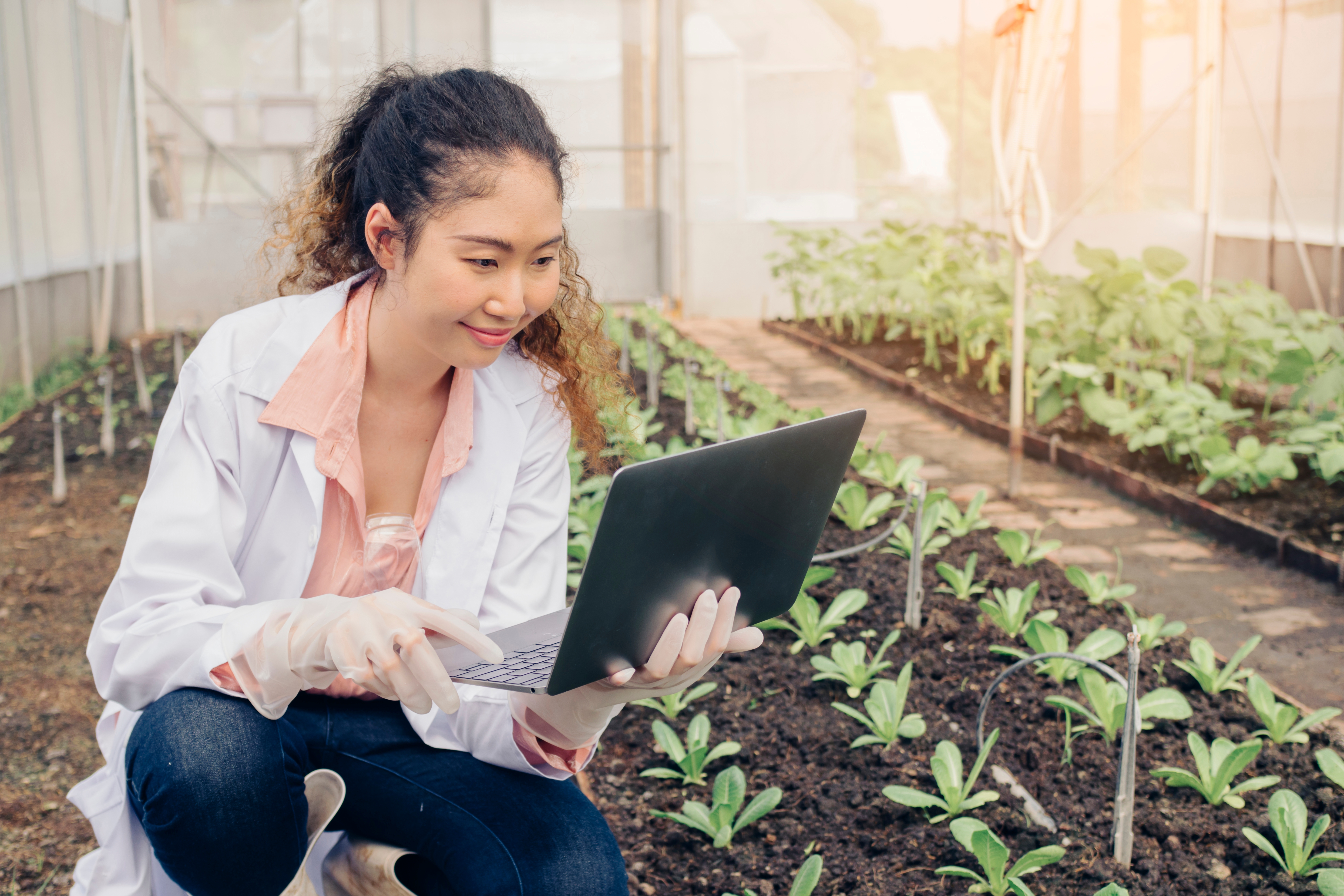 Person with laptop looking at rows of plants