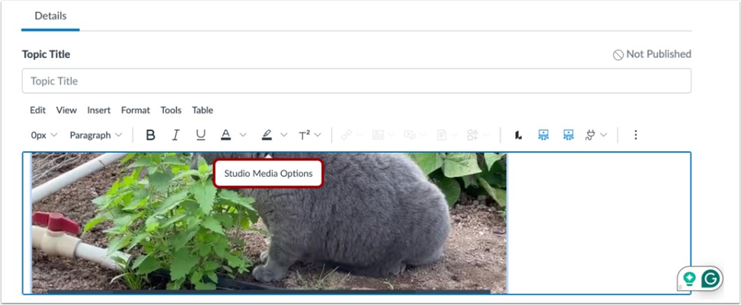 Open Studio Media Options