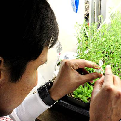Scientist examining plant seedling.