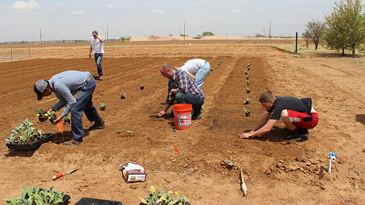 Men planting crops in a dusty field.
