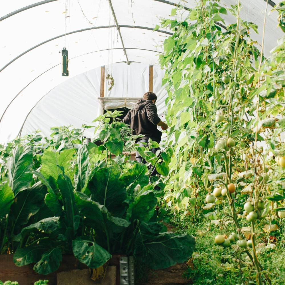 Person working inside a small greenhouse filled with plants.