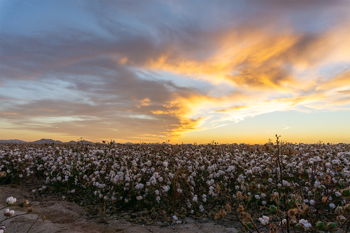 Cotton field at sunset with rows of white cotton bolls glowing in warm golden light against a colorful evening sky.