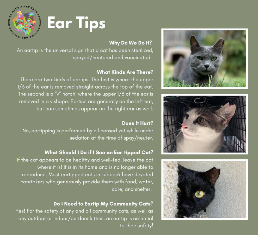 Feral Cat Ear Tagging Information Feral Cat Ear Tagging Information
