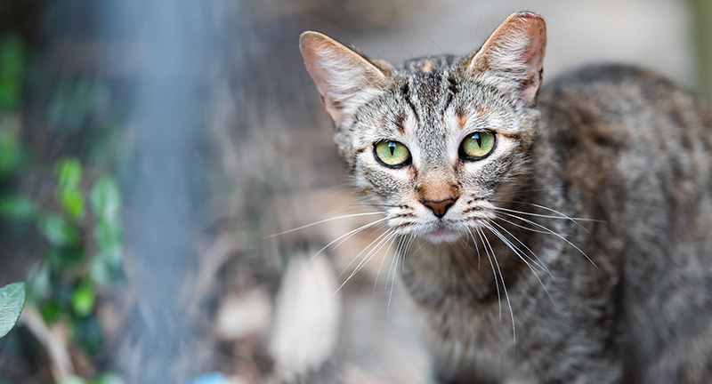Feral Cat Feral Cat