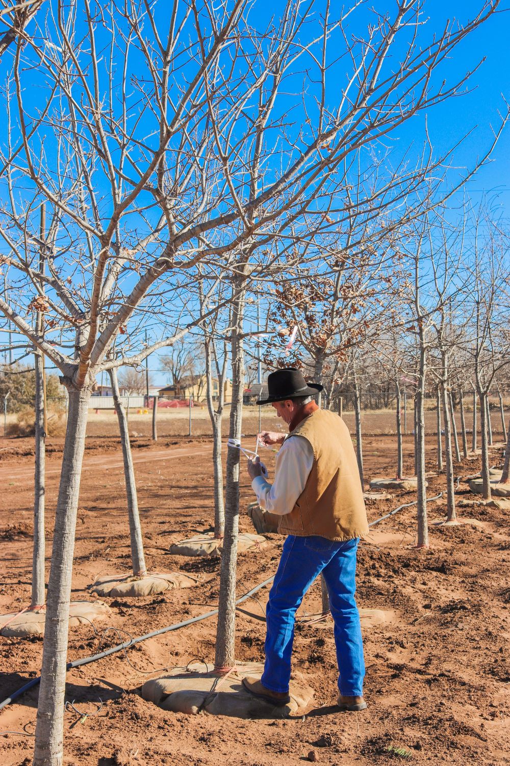 Mike Quartaro selecting trees