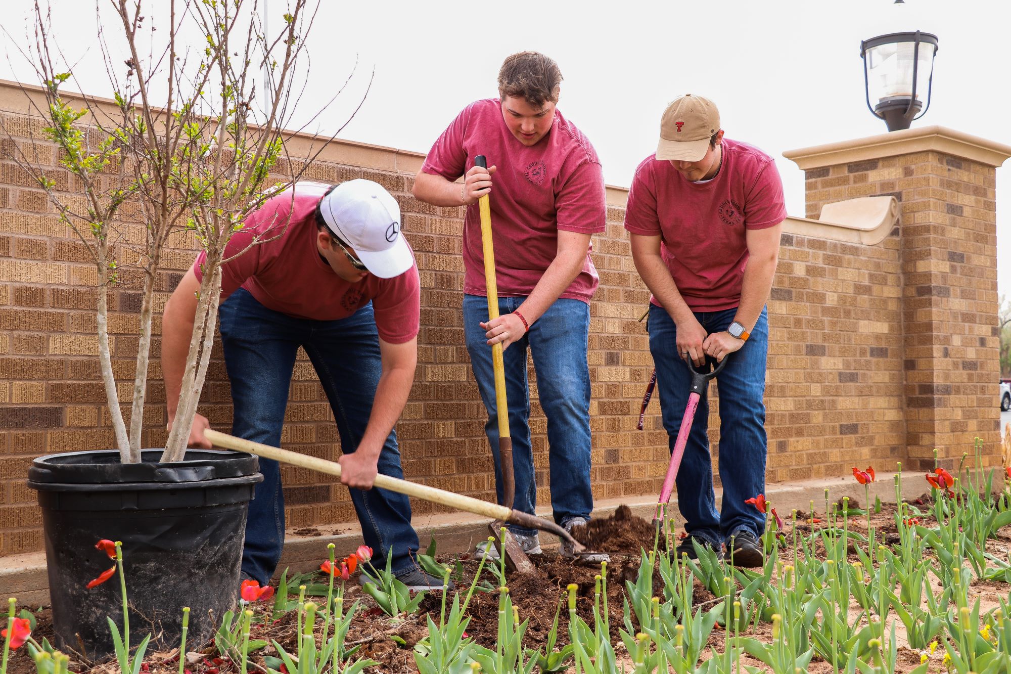 tree planting