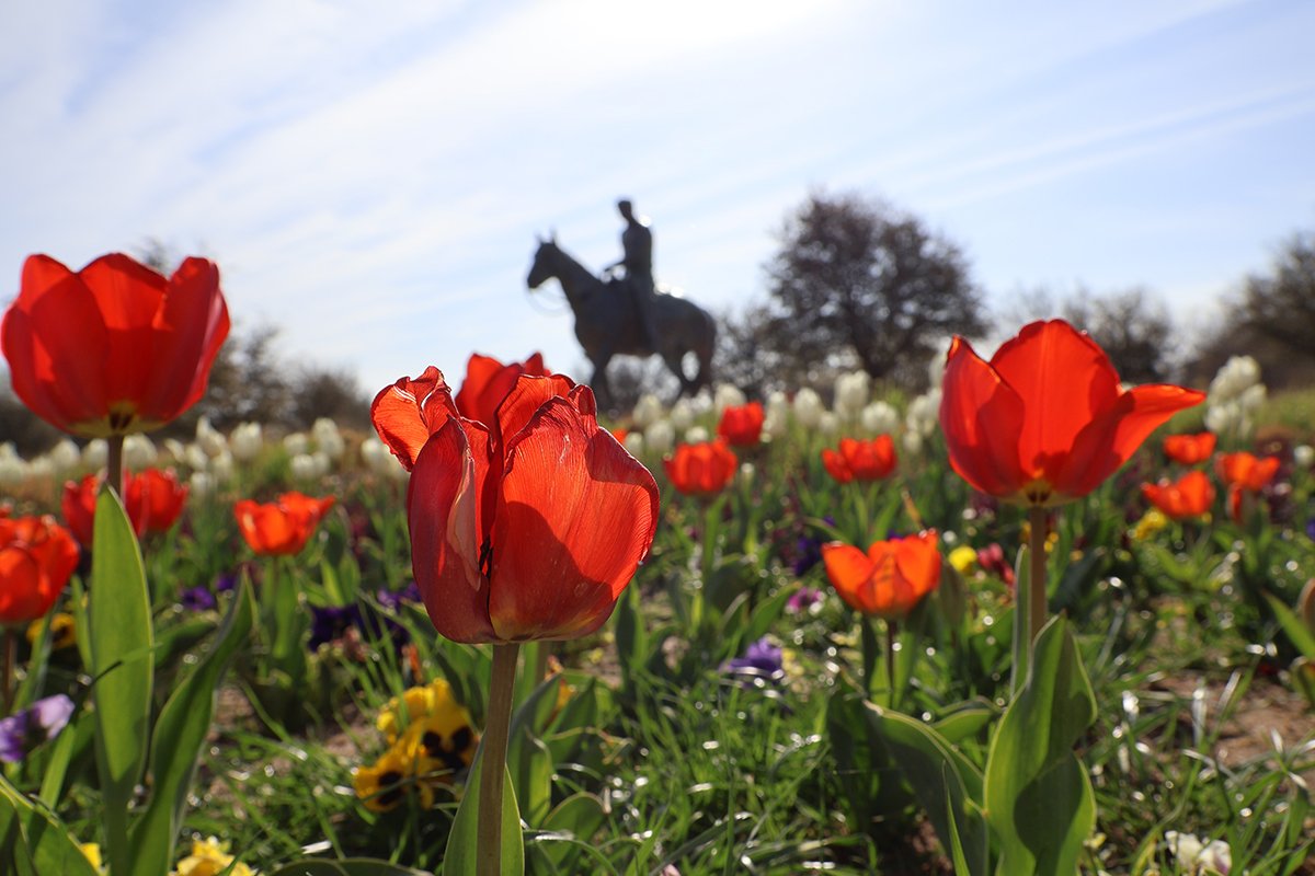 Will Rogers statue with tulips around it.