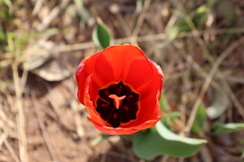 red tulip looking inside of the tulip