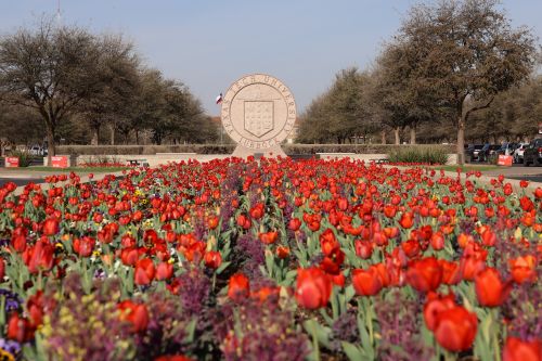 Red tulips blanket in front of the Academic seal