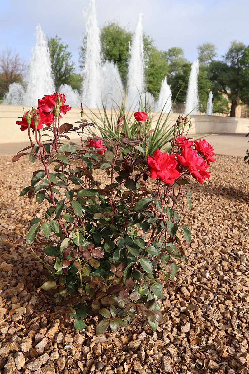 Rose bush near the TTU Seal and fountain