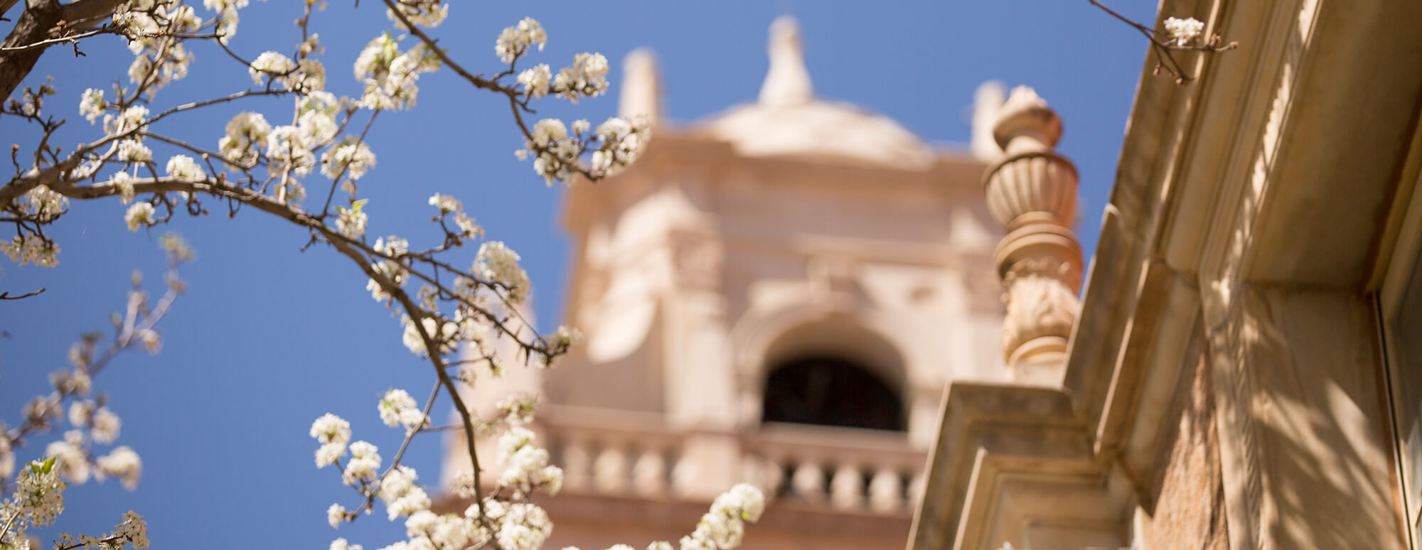 white flowers on a tree in from of the Texas tech administration building