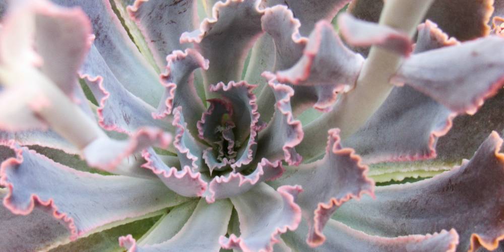 Echeveria sp.