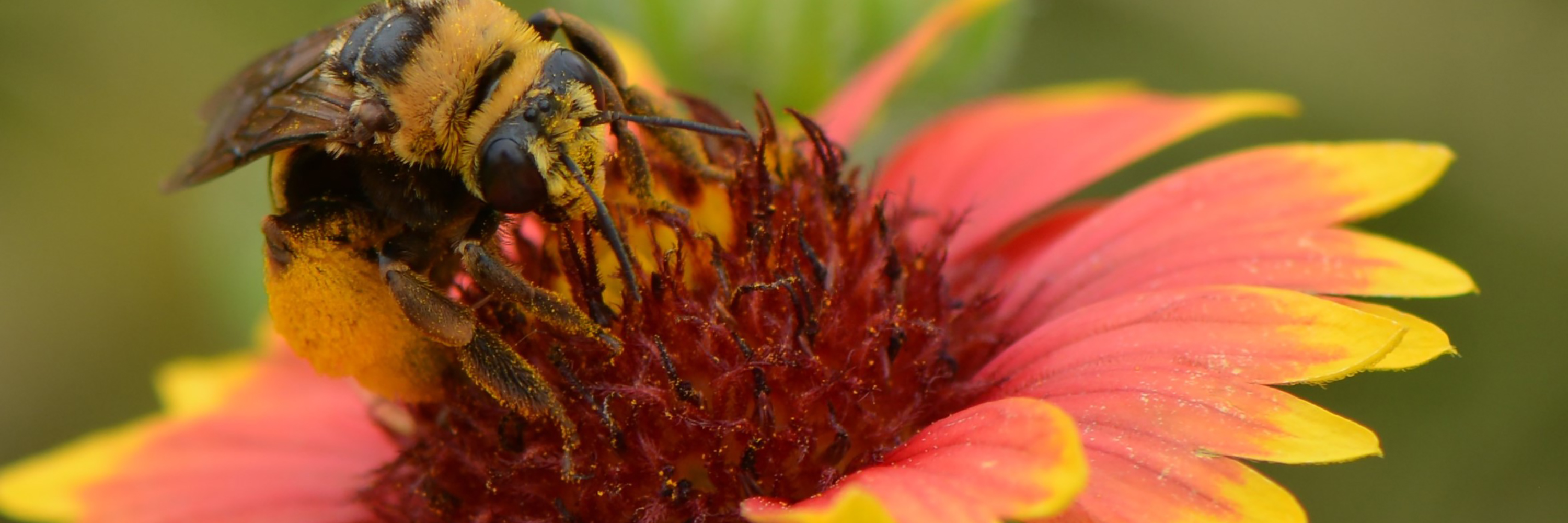 Welcome to the TTU Plant Resource Database