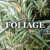 Edible Plant Foliage ID Image Gallery