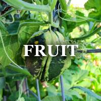 Edible Plant Fruit ID Image Gallery