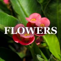 Interior Plant Flower ID Image Gallery