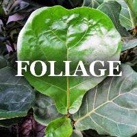 Interior Plant Foliage ID Image Gallery