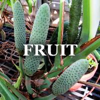 Interior Plant Fruit ID Image Gallery
