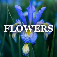 Herbaceous Plant Flower ID Image Gallery