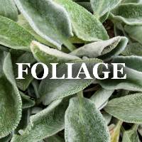 Herbaceous Plant Foliage ID Image Gallery