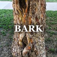 Woody Plant Bark ID Image Gallery