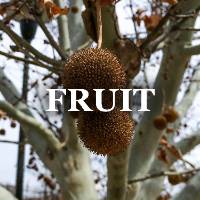 Woody Plant Fruit ID Image Gallery