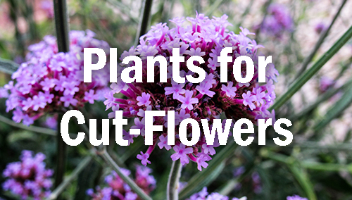 plants for cut-flowers