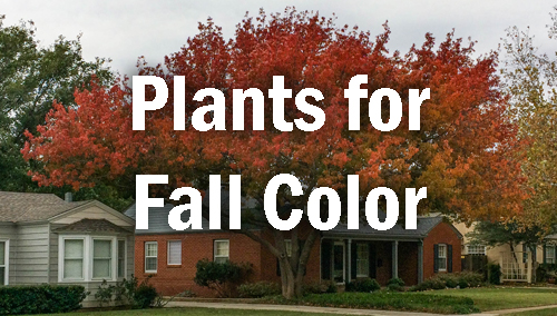 Plants for Fall Color