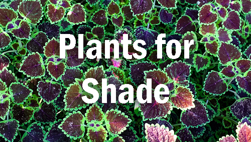 plants for shade