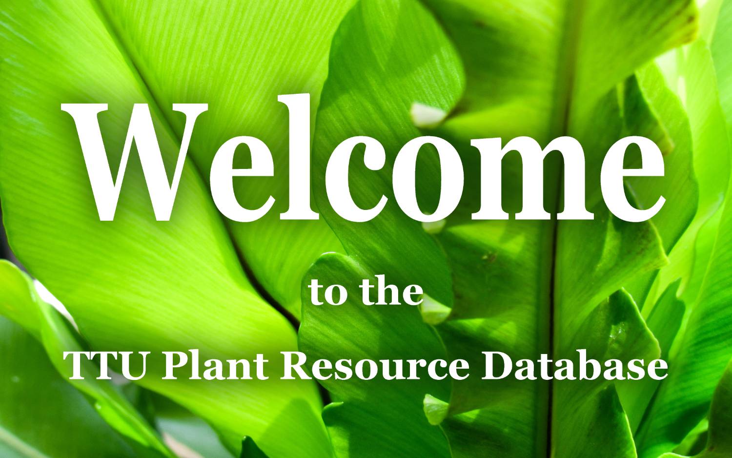 Welcome to the TTU Plant Resource Database