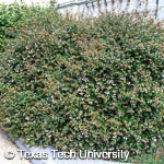 Glossy Abelia, 