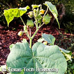 Velvetleaf, 