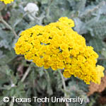 Achillea 'Moonshine'