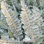 Achillea 'Moonshine'