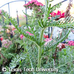 Achillea millefolium