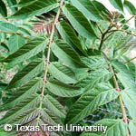 Ailanthus altissima