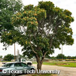 Tree of Heaven, 