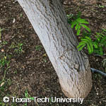 Albizia julibrissin