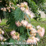 Albizia julibrissin