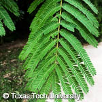 Albizia julibrissin